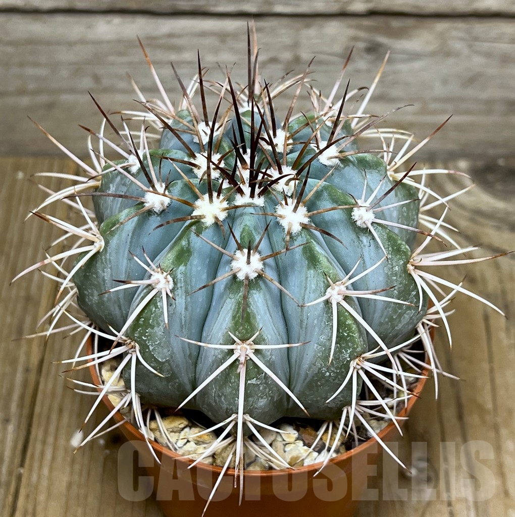 SHPR19640 Melocactus azureus, Brazil