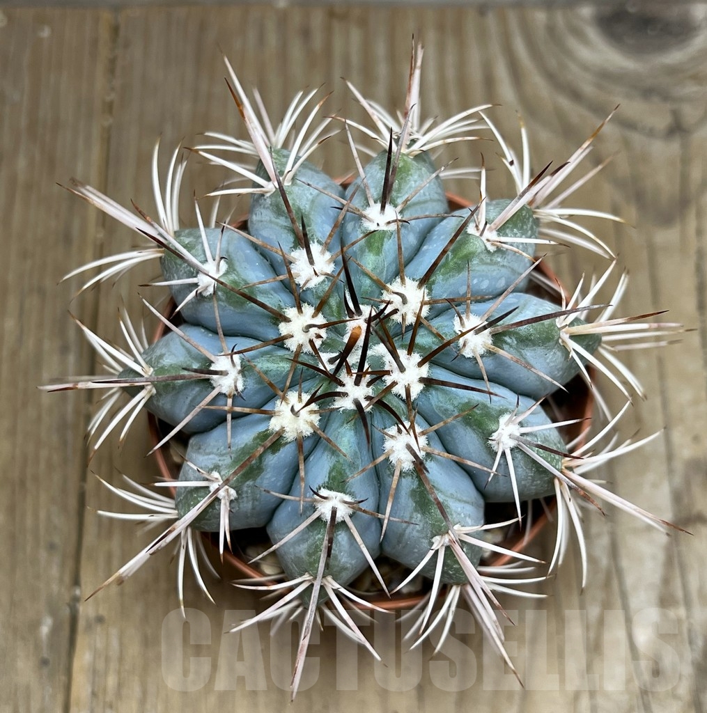 SHPR19640 Melocactus azureus, Brazil - Image 2