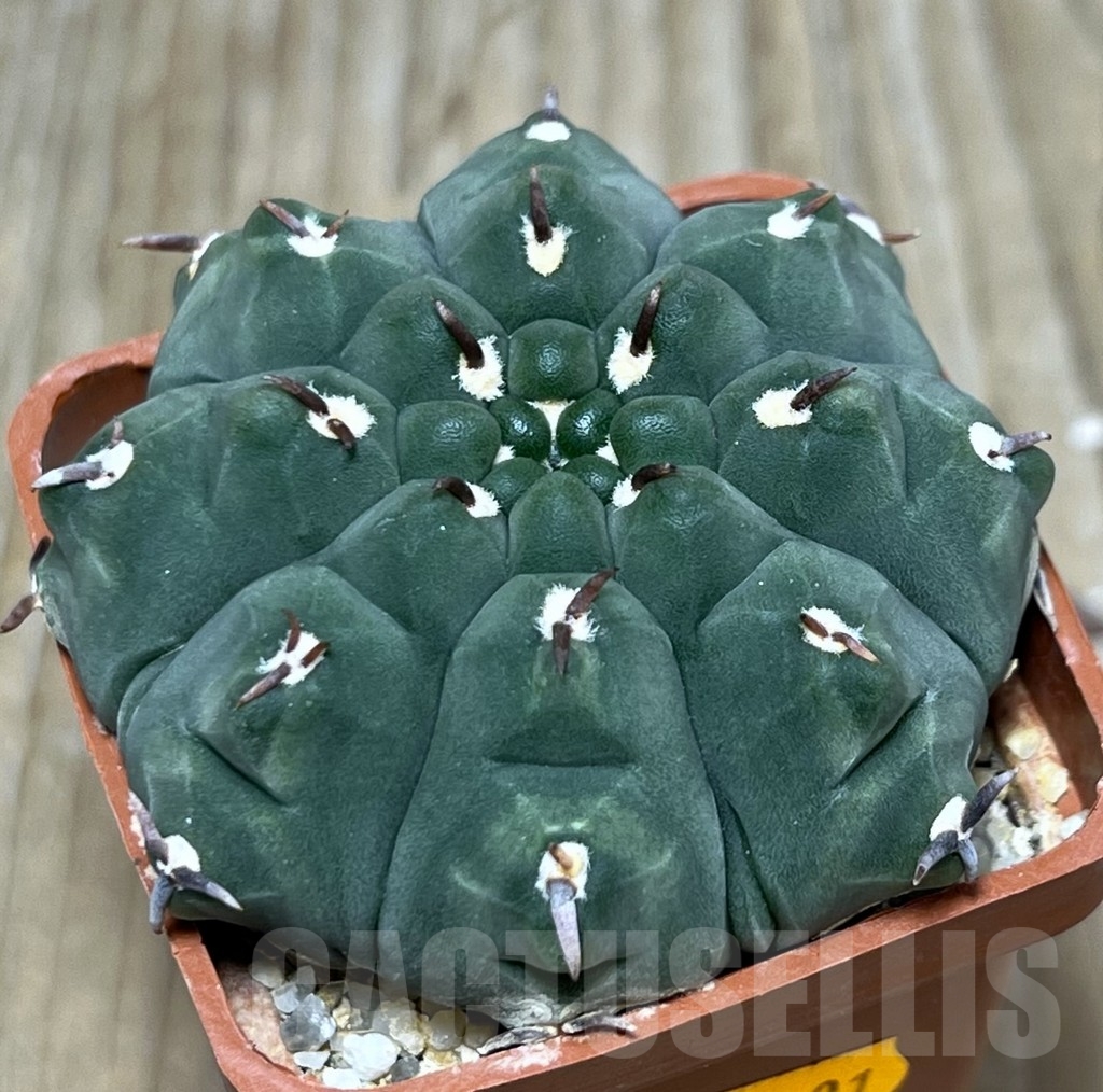 SHPR9001 Gymnocalycium vatteri 'Unguispinum'