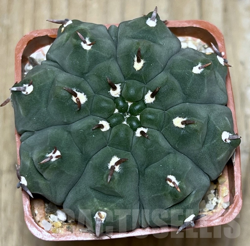 SHPR9001 Gymnocalycium vatteri 'Unguispinum' - Image 2