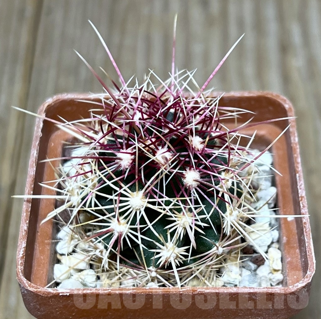 SHPR19580 Thelocactus bicolor BRNO 360.83