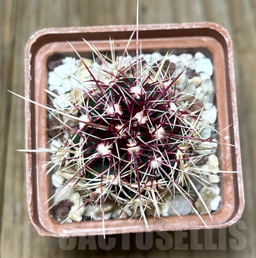 SHPR19580 Thelocactus bicolor BRNO 360.83 - Image 2