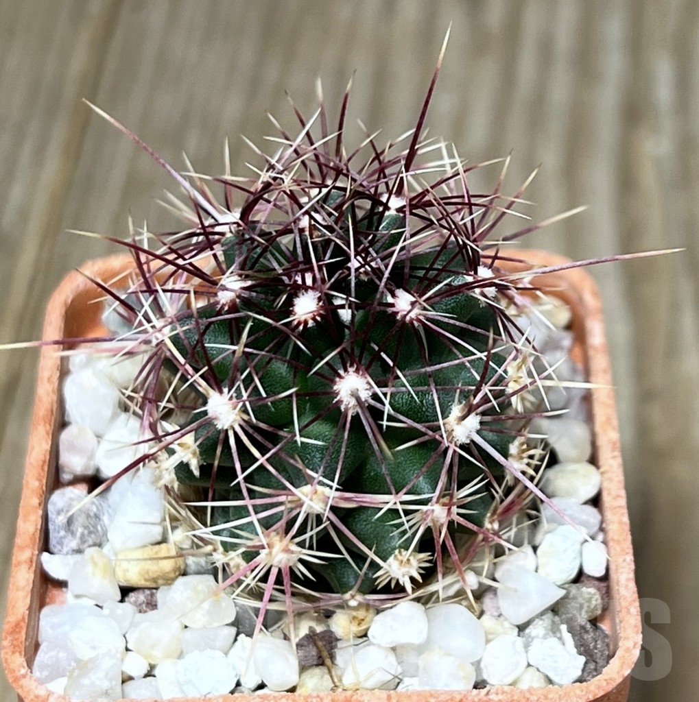 SHPR19581 Thelocactus bicolor BRNO 360.83
