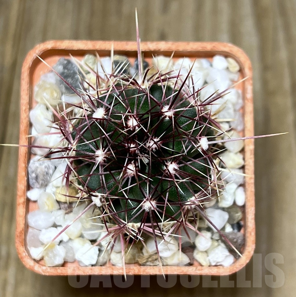 SHPR19581 Thelocactus bicolor BRNO 360.83 - Image 2