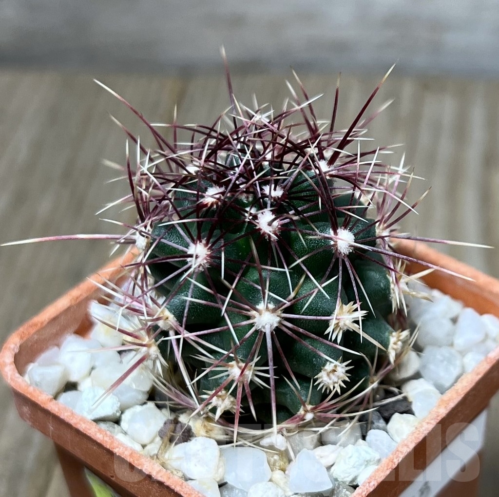 SHPR19581 Thelocactus bicolor BRNO 360.83 - Image 3
