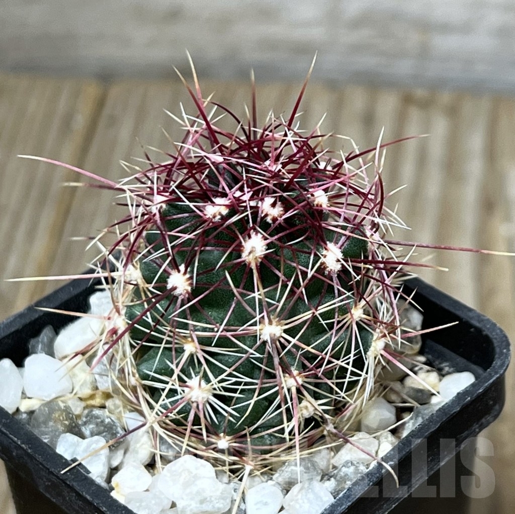 SHPR19582 Thelocactus bicolor BRNO 360.83