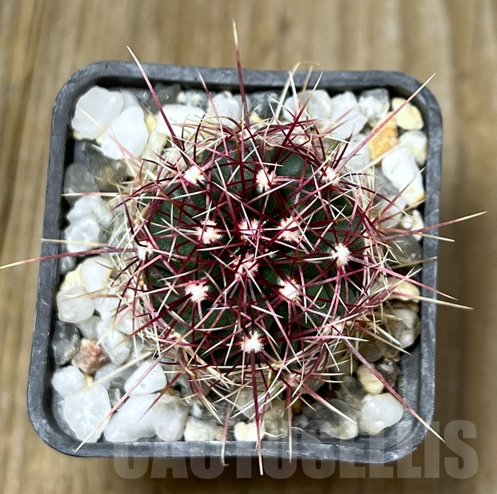 SHPR19582 Thelocactus bicolor BRNO 360.83 - Зображення 2