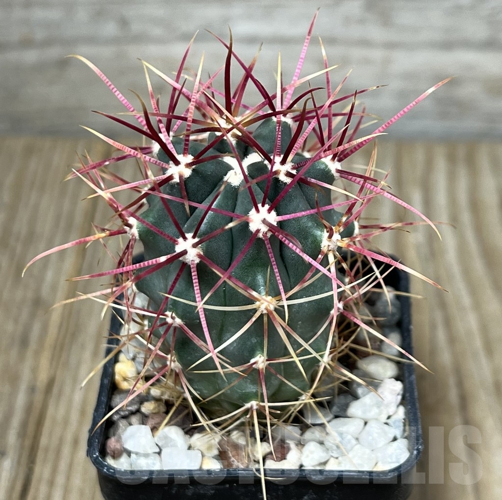 SHPR19583 Ferocactus gracilis -Punta Prieta, Baja California, Mexico-