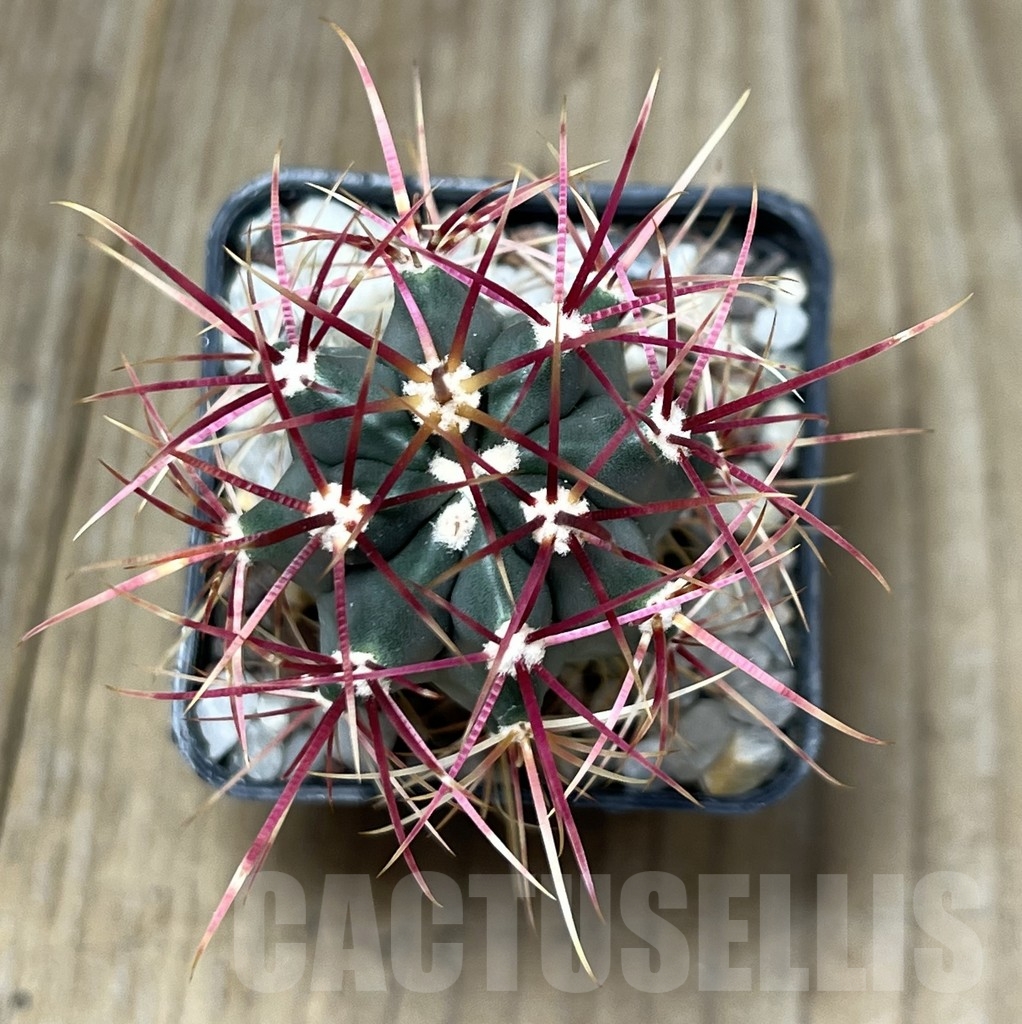 SHPR19583 Ferocactus gracilis -Punta Prieta, Baja California, Mexico- - Image 2