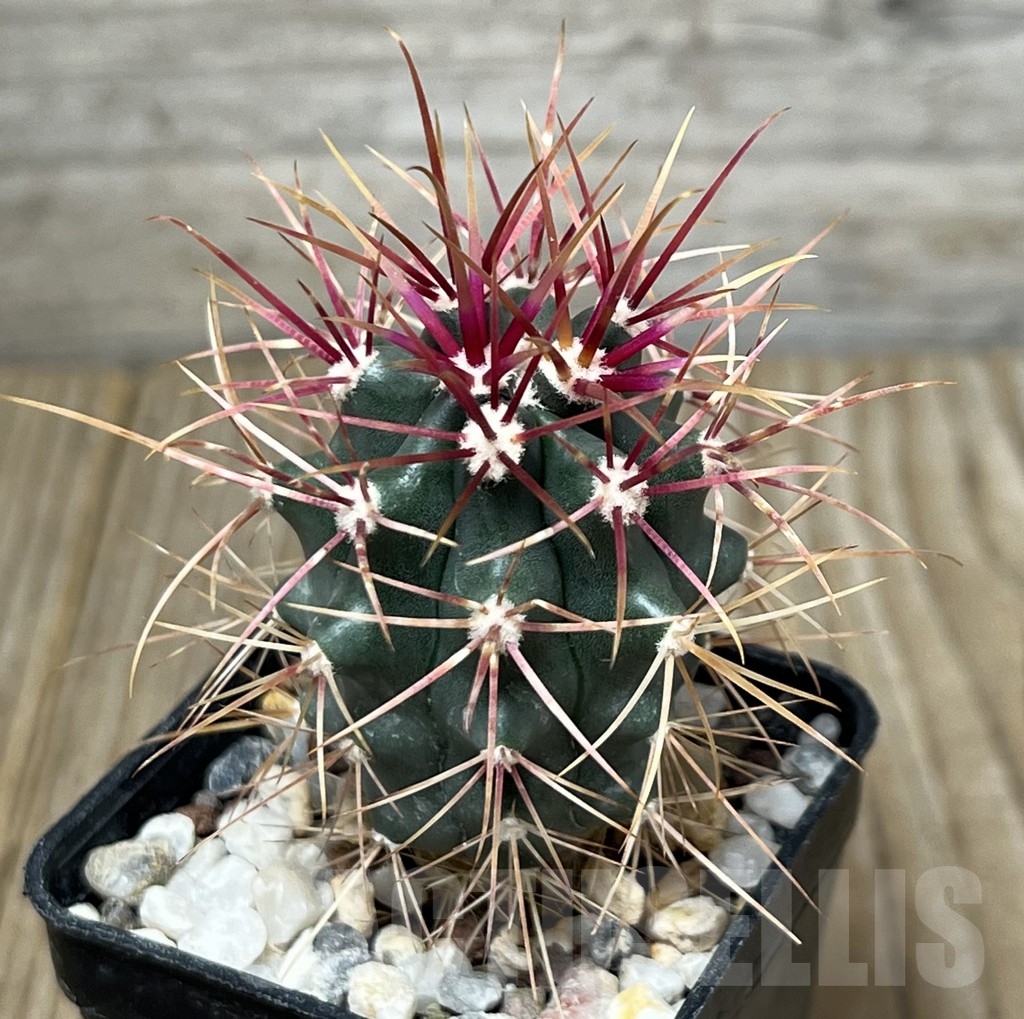 SHPR19584 Ferocactus gracilis -Punta Prieta, Baja California, Mexico-