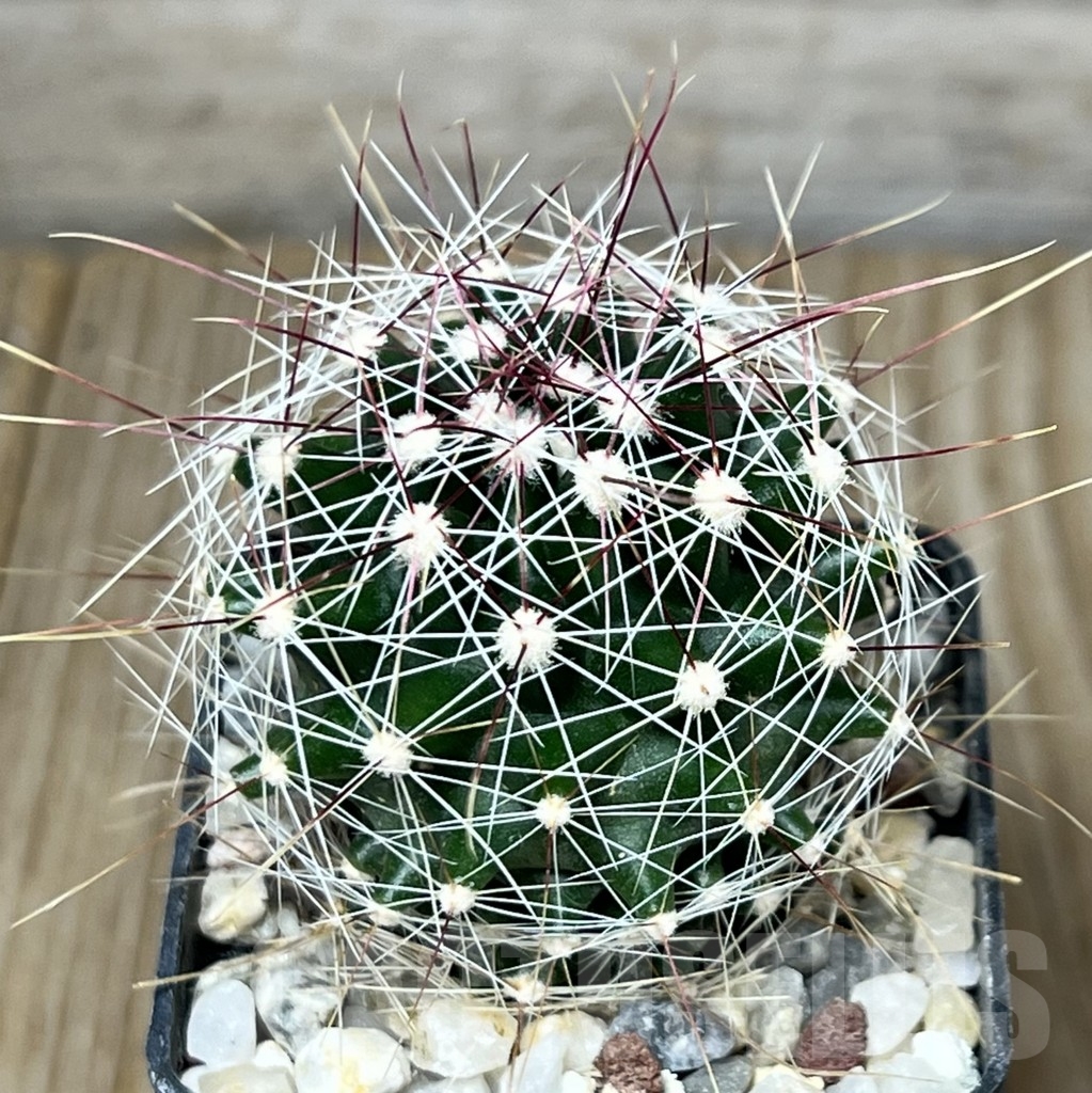 SHPR19585 Ferocactus hamatacanthus v. sinuatus
