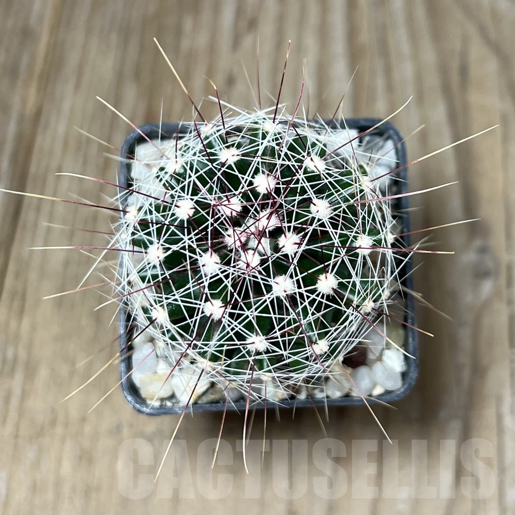 SHPR19585 Ferocactus hamatacanthus v. sinuatus - Image 2