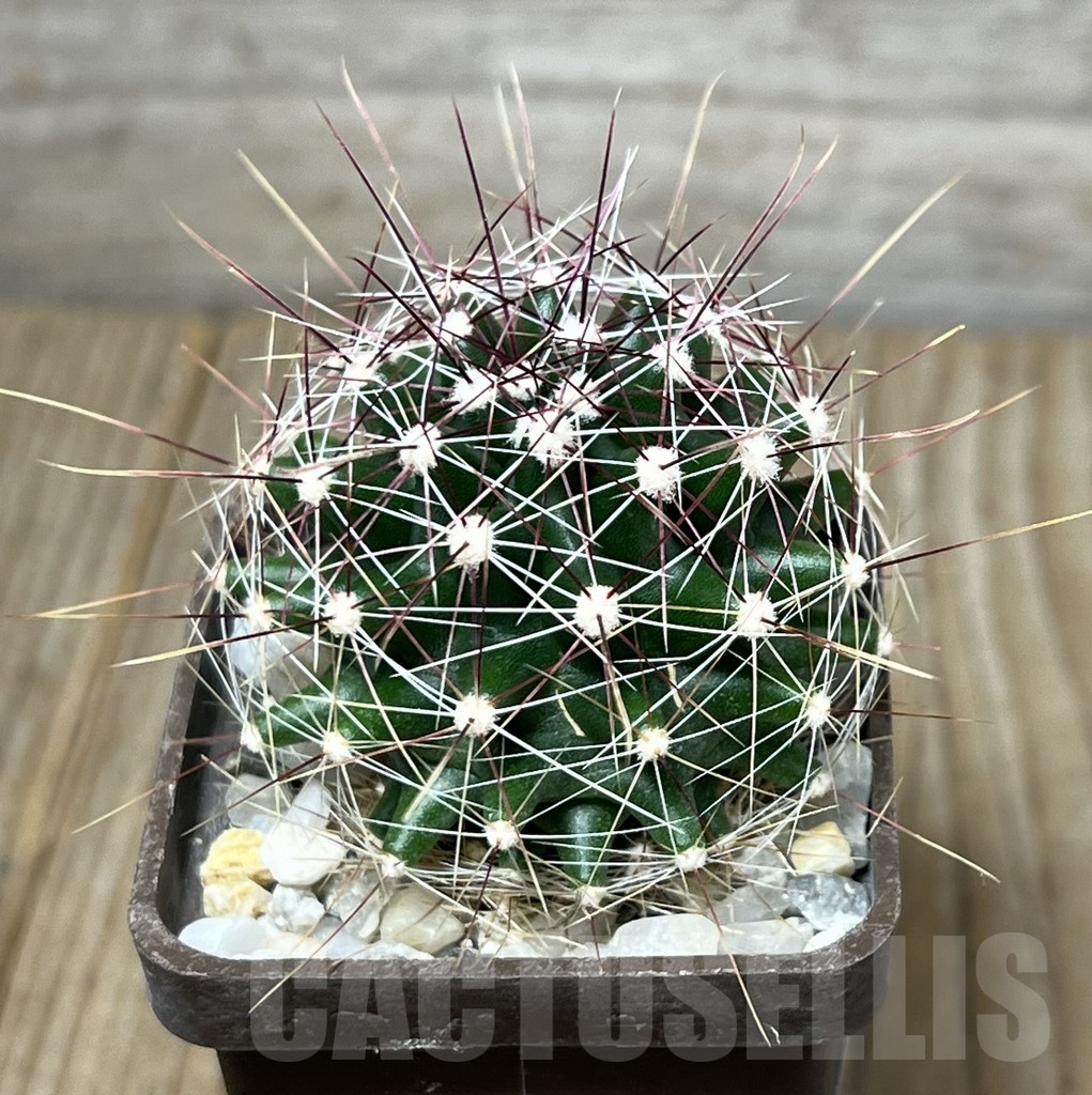 SHPR19586 Ferocactus hamatacanthus v. sinuatus
