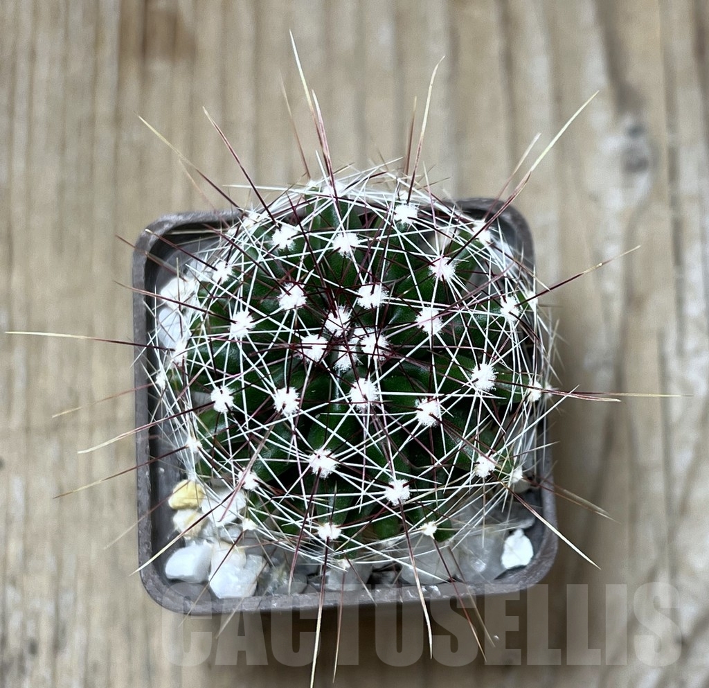 SHPR19586 Ferocactus hamatacanthus v. sinuatus - Image 2