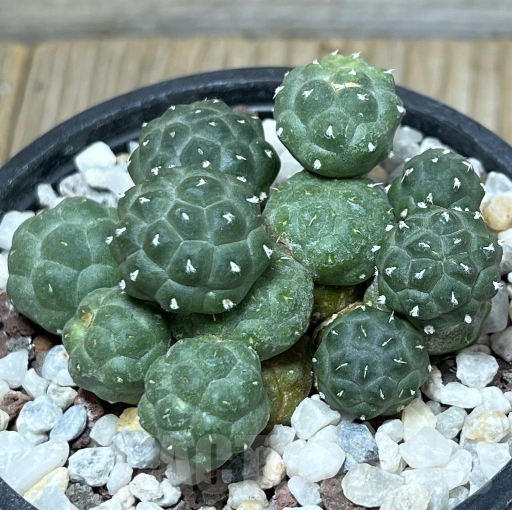 SHPR19587 Puna bonnieae f. inermis