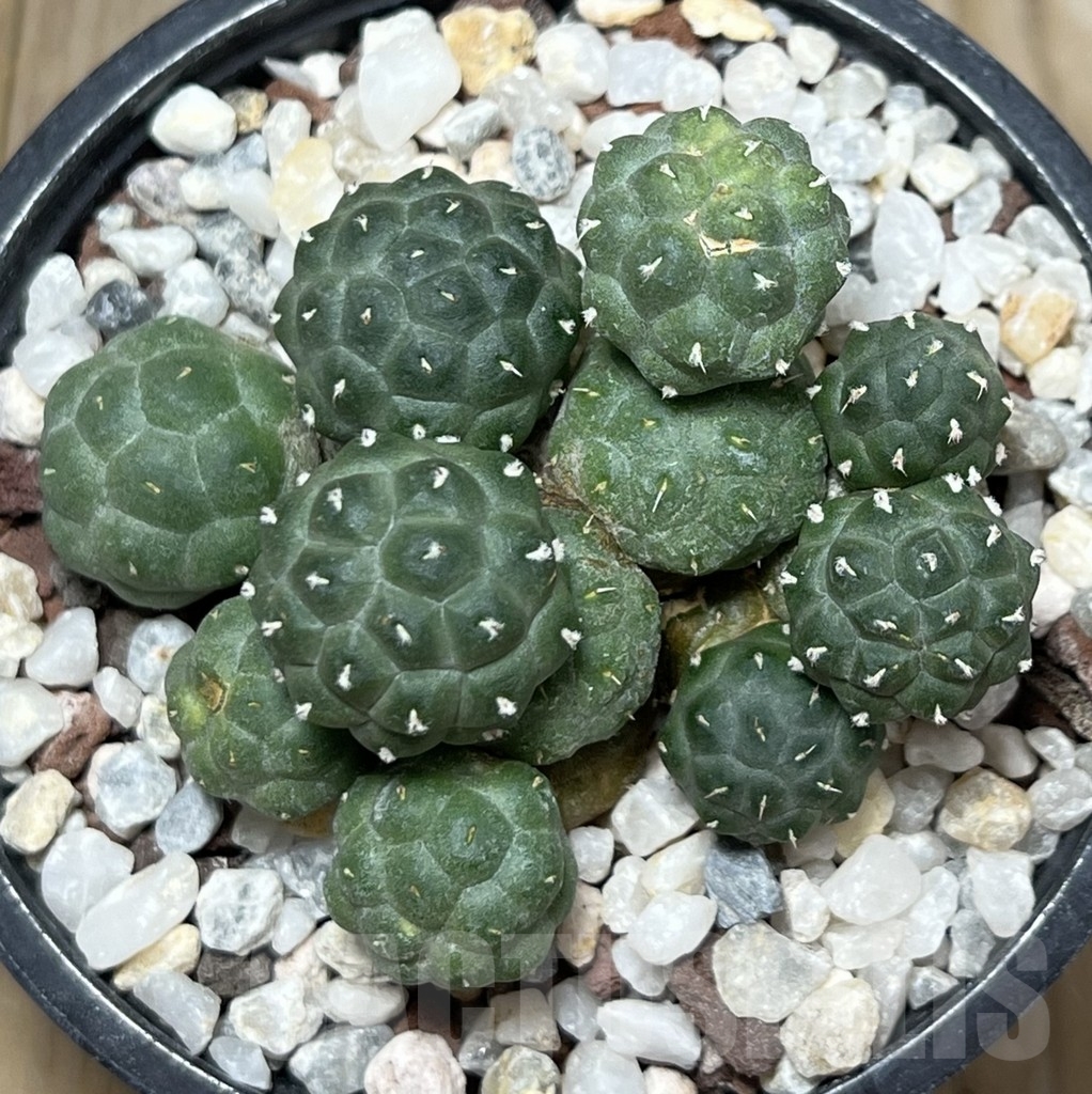 SHPR19587 Puna bonnieae f. inermis - Image 2