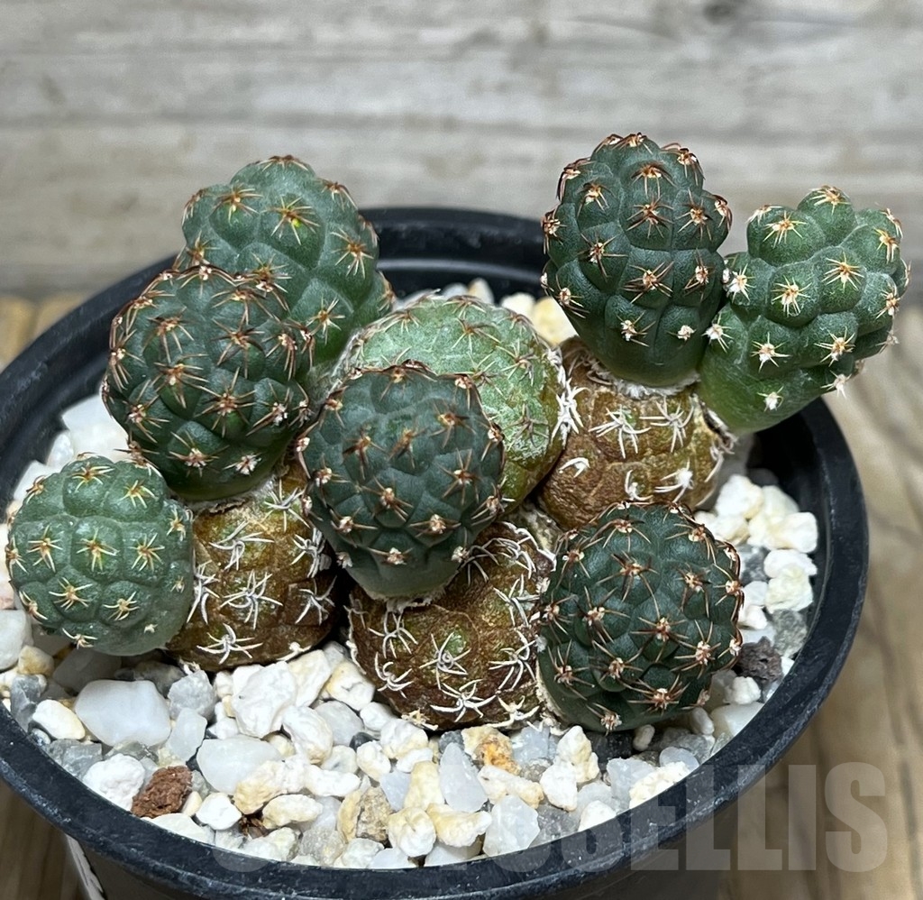 SHPR19588 Puna bonnieae f. inermis