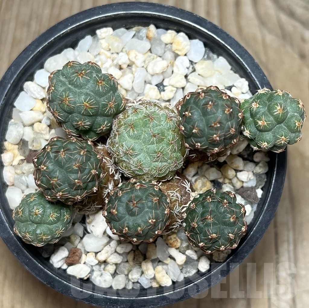 SHPR19588 Puna bonnieae f. inermis – Image 2