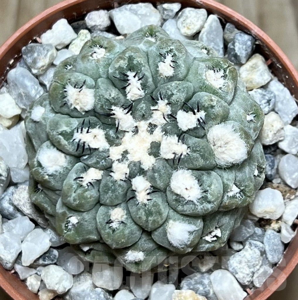 SHPR19589 Thelocephala napina LH 1287, Huasco, Chile - Image 2