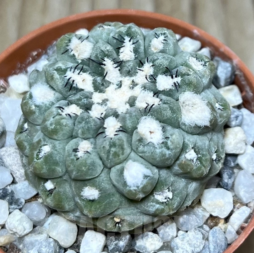 SHPR19589 Thelocephala napina LH 1287, Huasco, Chile