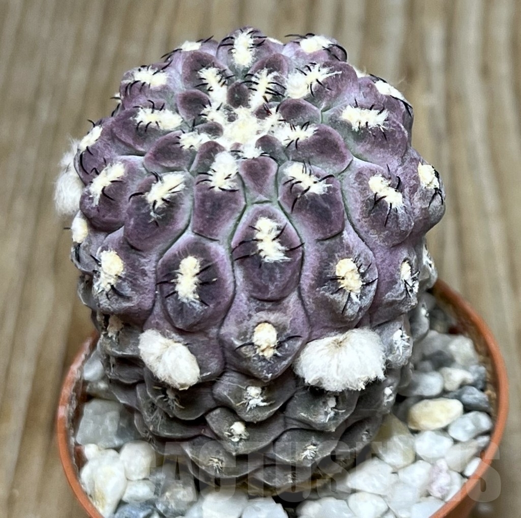 SHPR19590 Thelocephala napina LH 1287, Huasco, Chile