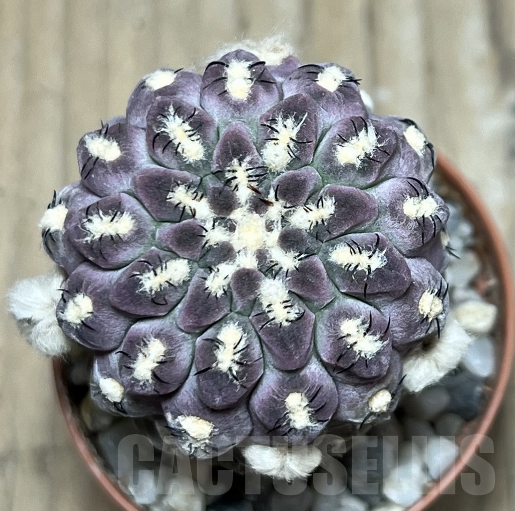 SHPR19590 Thelocephala napina LH 1287, Huasco, Chile – Image 2