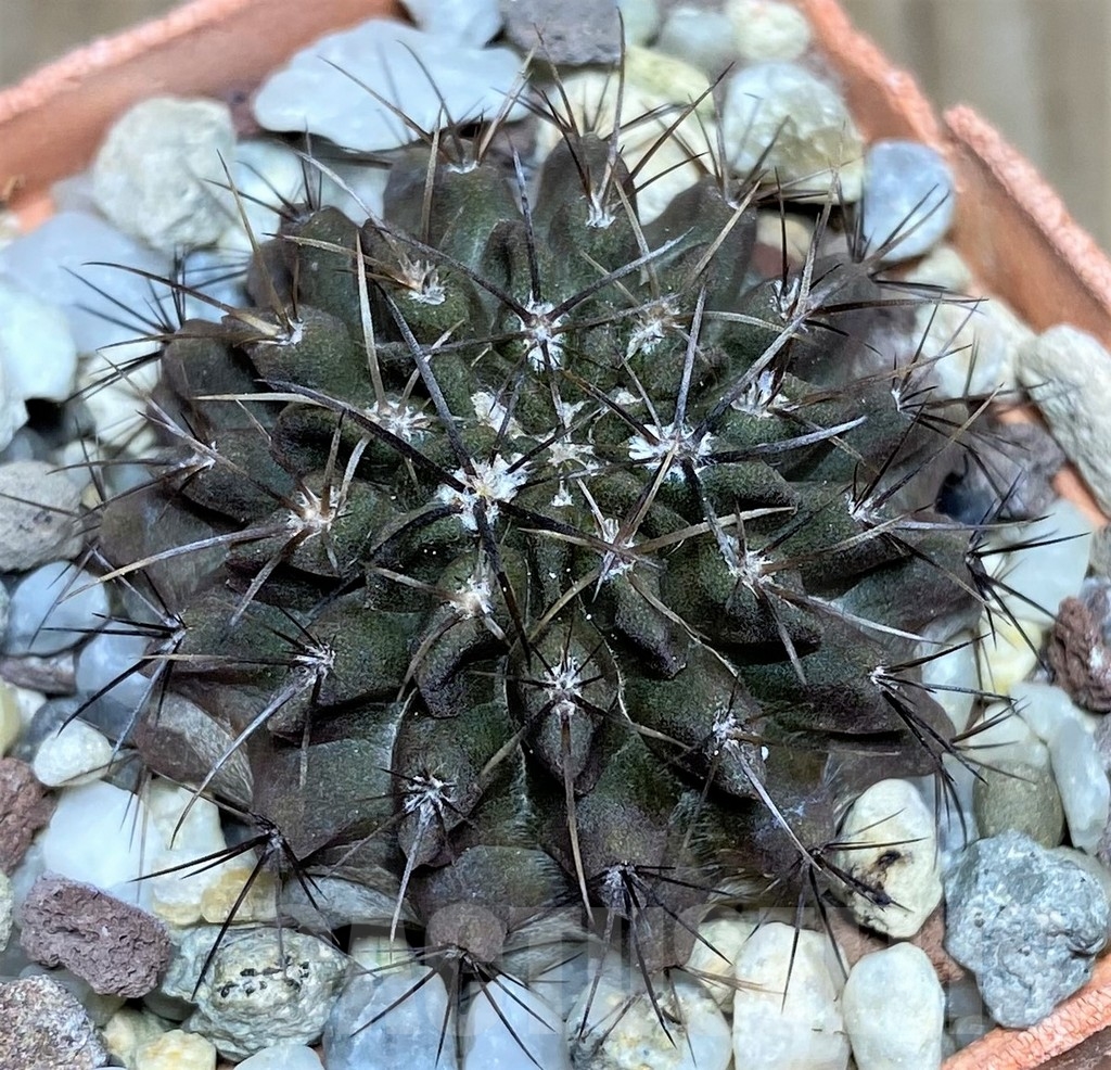 SHPR19185 Neoporteria curvispina v. carrizalensis -Huasco-