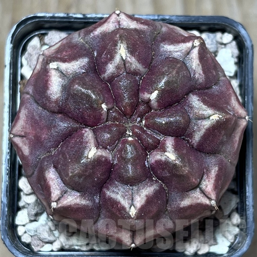 SHPR19710 Gymnocalycium mihanovichii 'Day Dream' - immagine 2