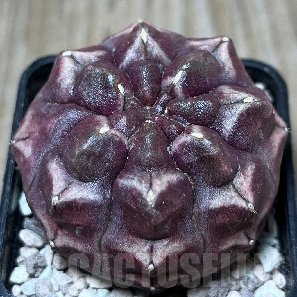 SHPR19710 Gymnocalycium mihanovichii 'Day Dream'