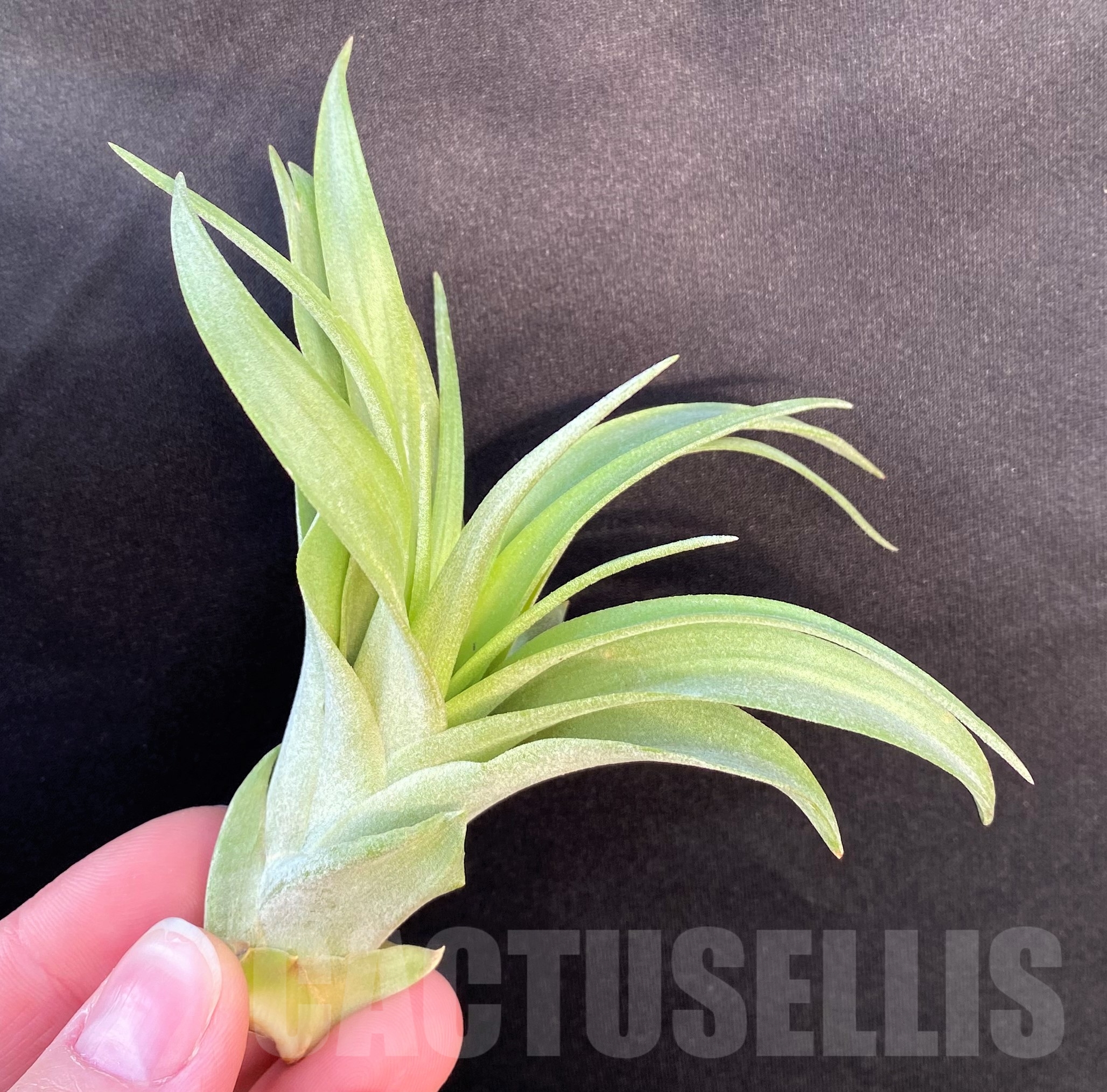 SHPR19090 Tillandsia capitata medium - 画像 (3)