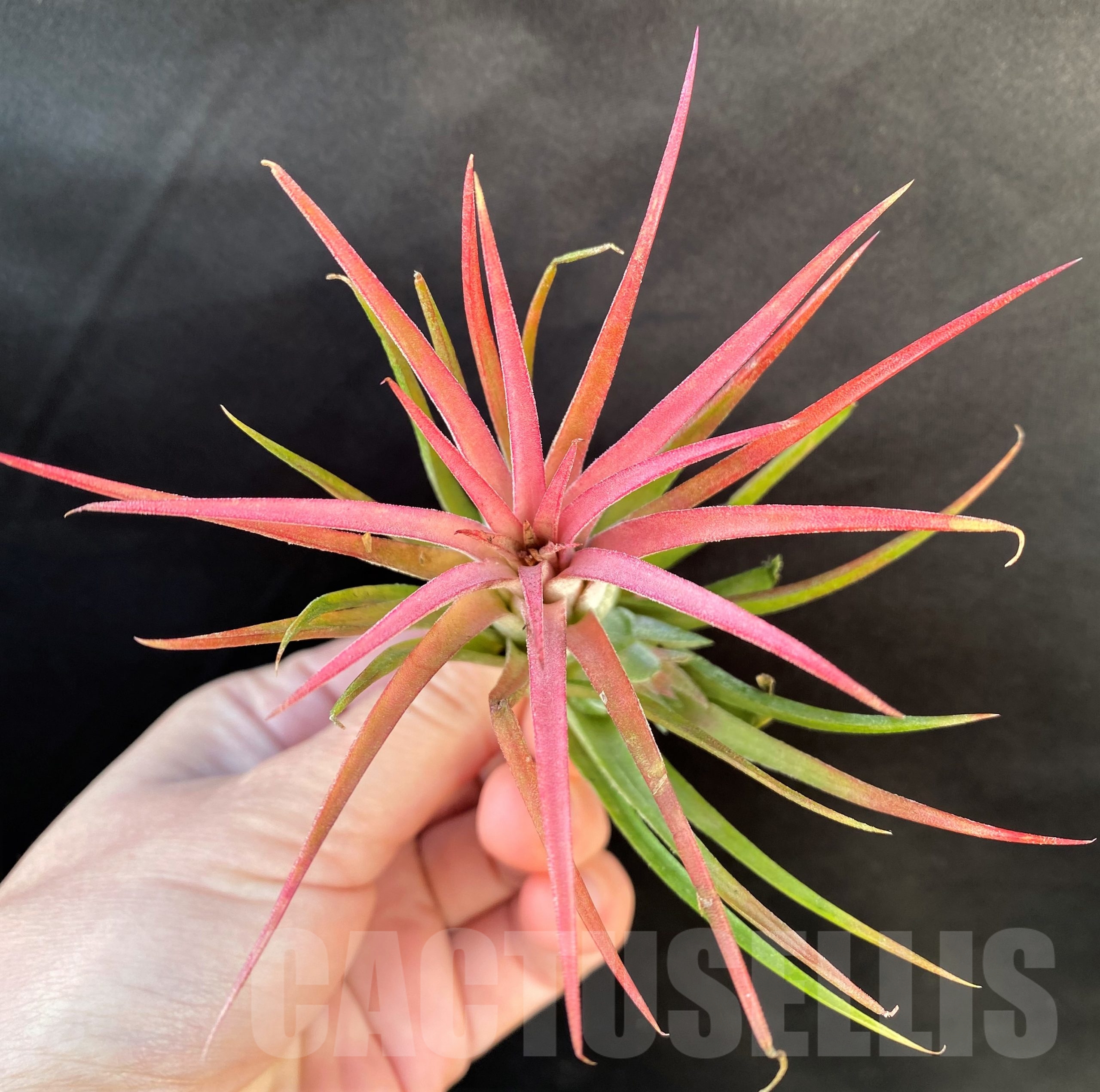 SHPR19086 Tillandsia ionantha Red - Image 3