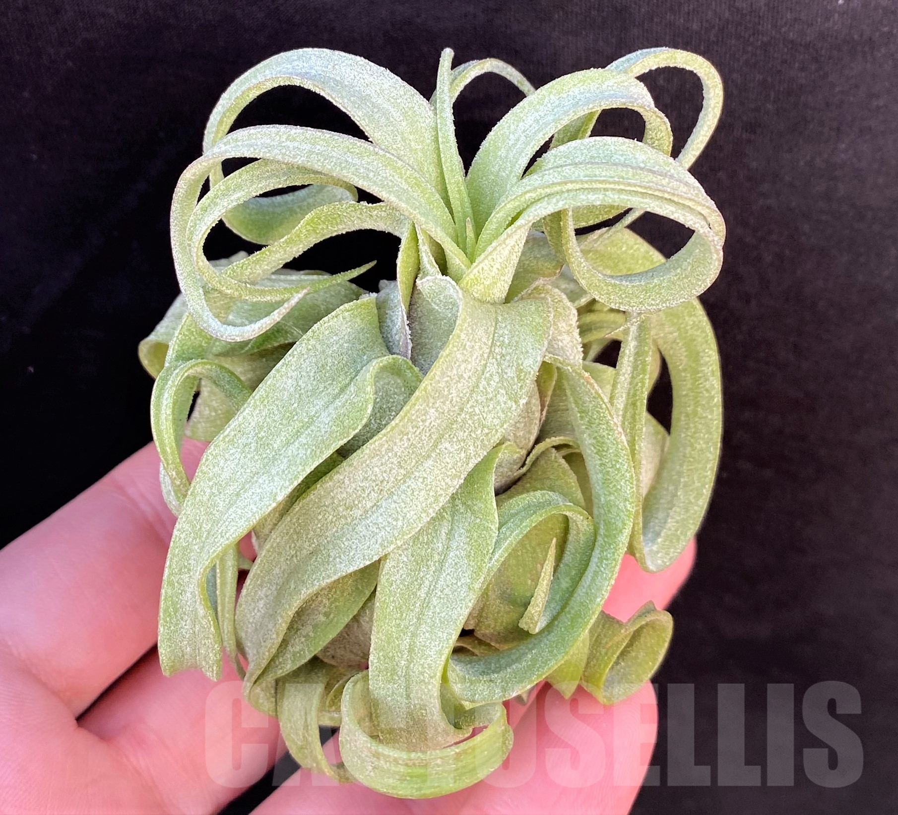 SHPR19092 Tillandsia streptophylla - 画像 (3)