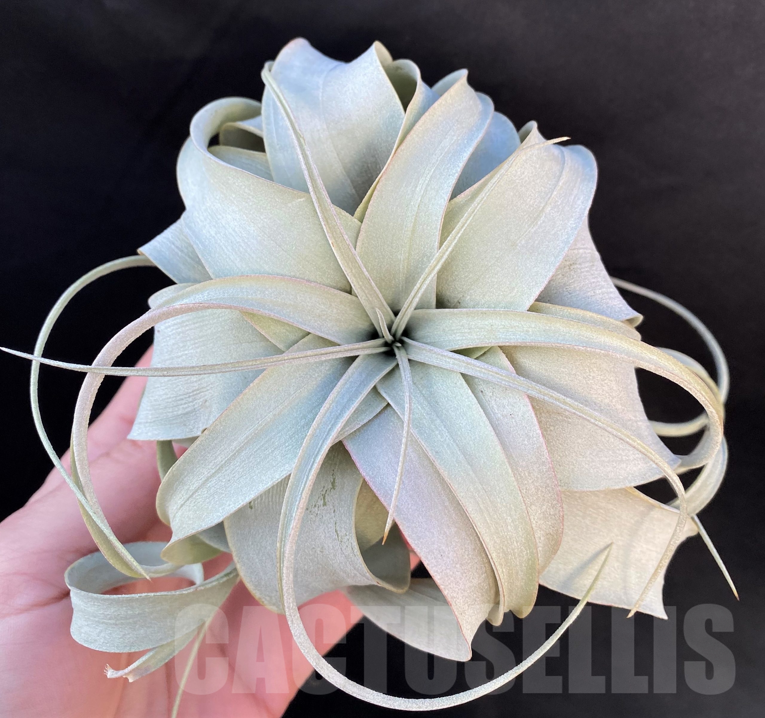 SHPR19088 Tillandsia xerographica - 画像 (3)