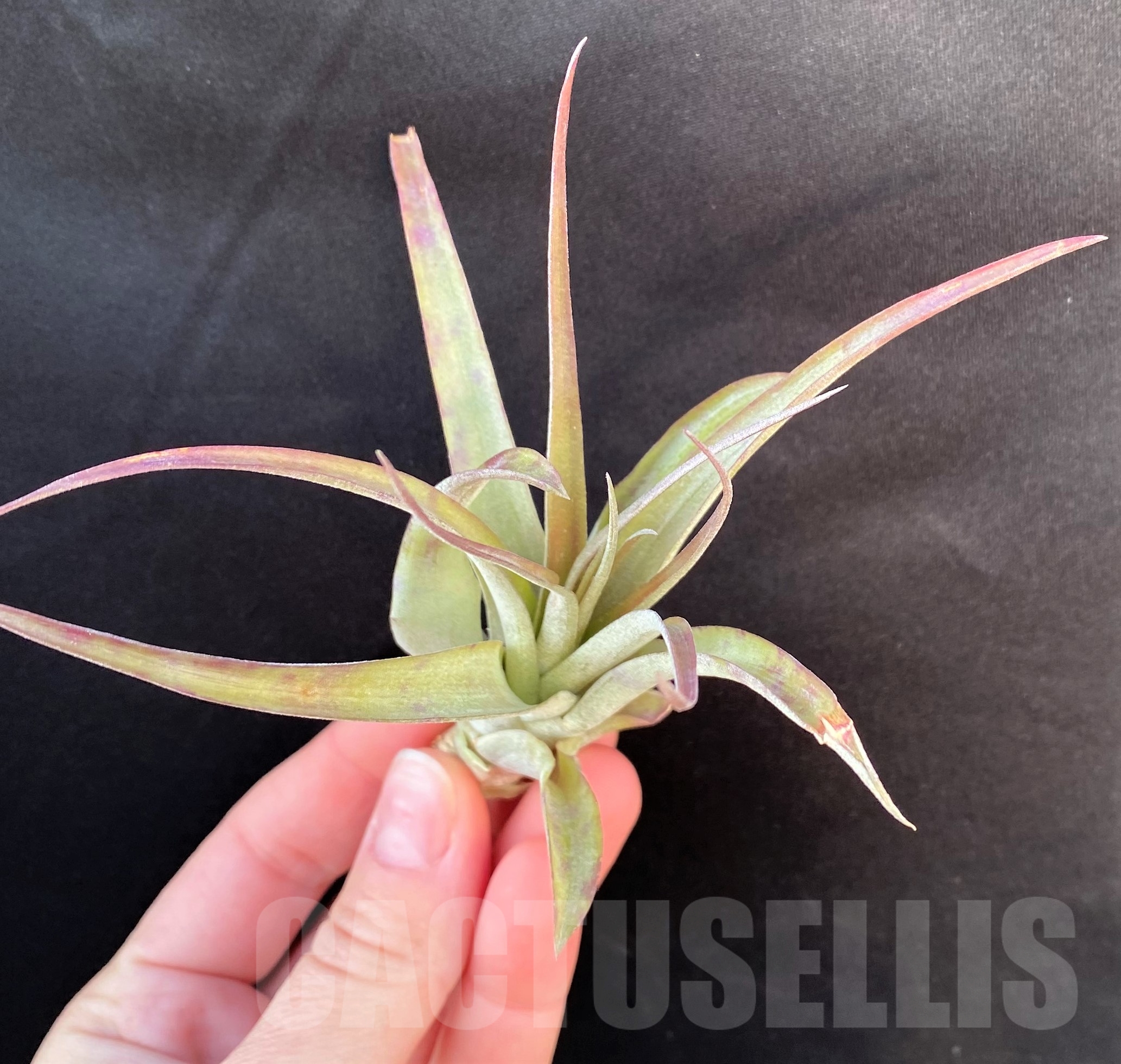 SHPR19094 Tillandsia capitata 'Orange' - 画像 (3)