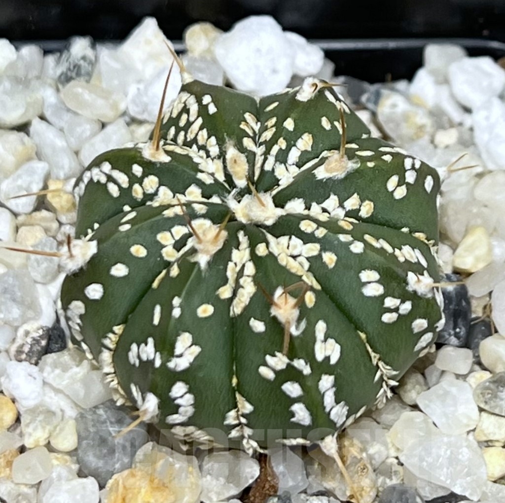 SHPR19720 Astrophytum asterias ‘Super Kabuto’ x senile v. aureum
