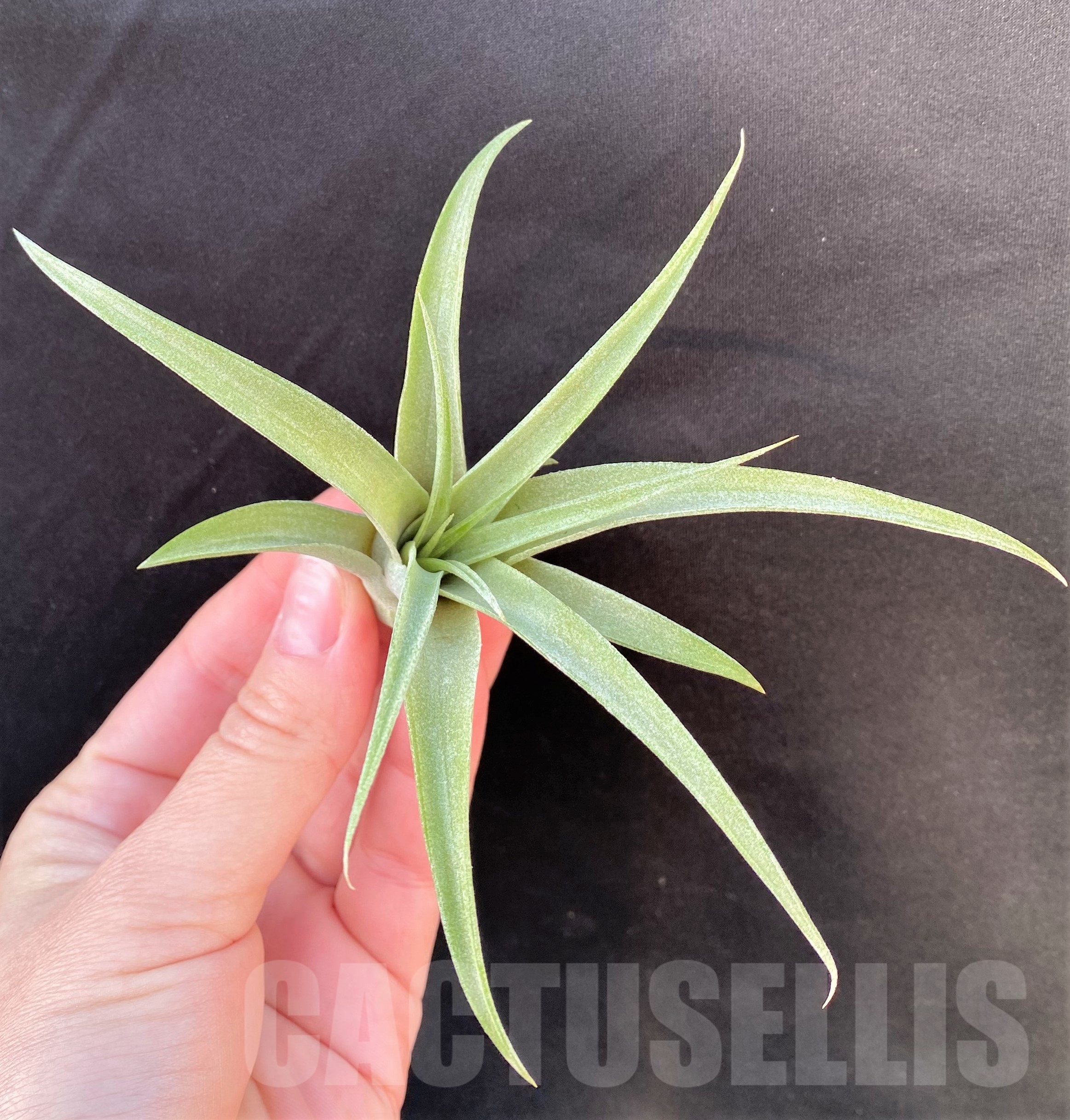 SHPR19091 Tillandsia capitata - 画像 (3)