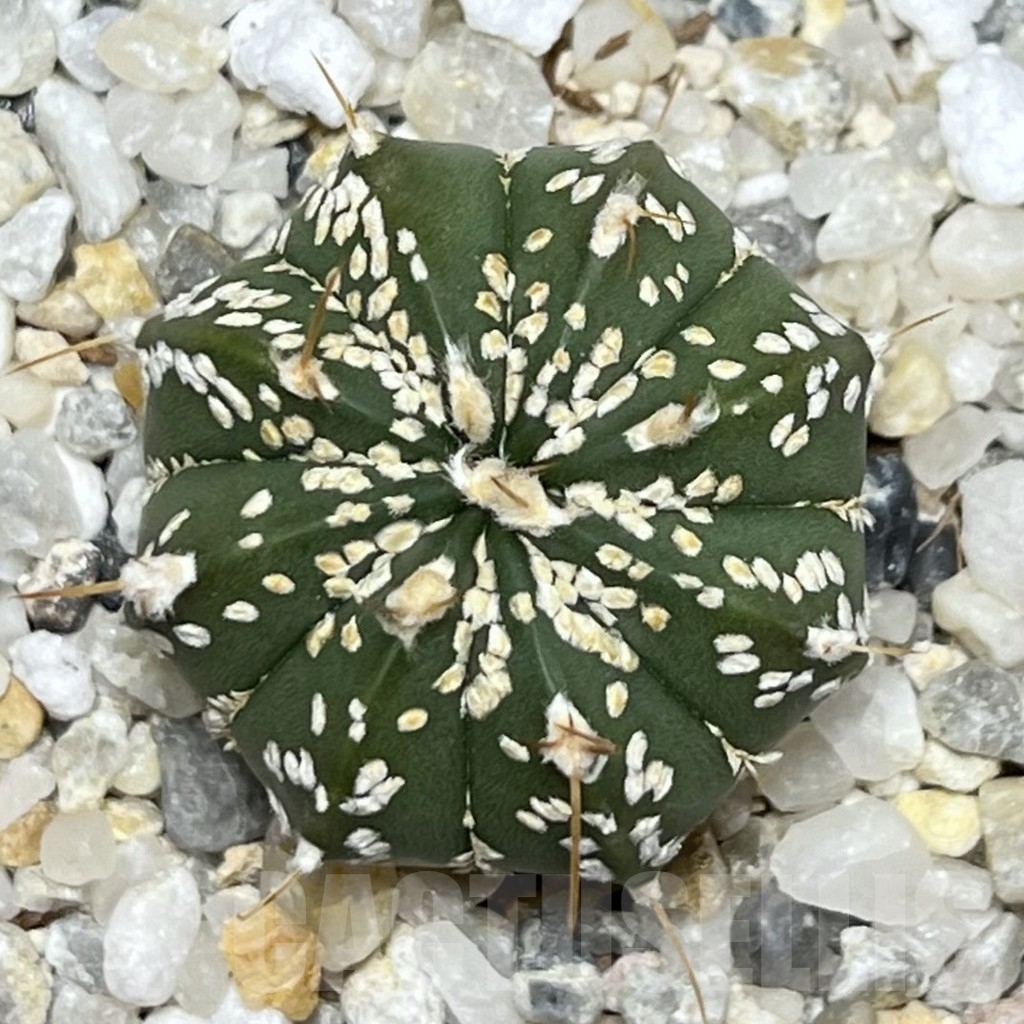 SHPR19720 Astrophytum asterias ‘Super Kabuto’ x senile v. aureum - Image 2