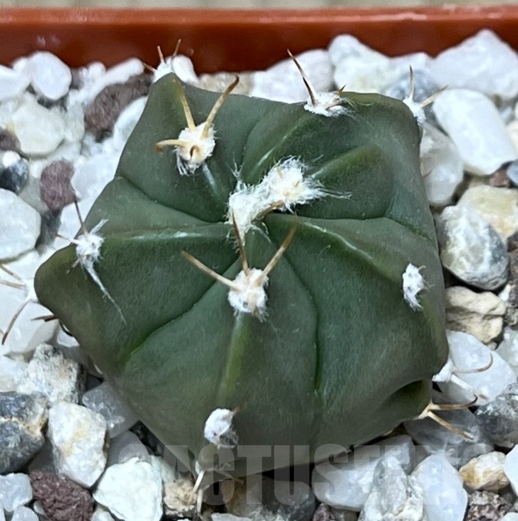 SHPR19721 Astrophytum asterias senile v. aureum hybrid