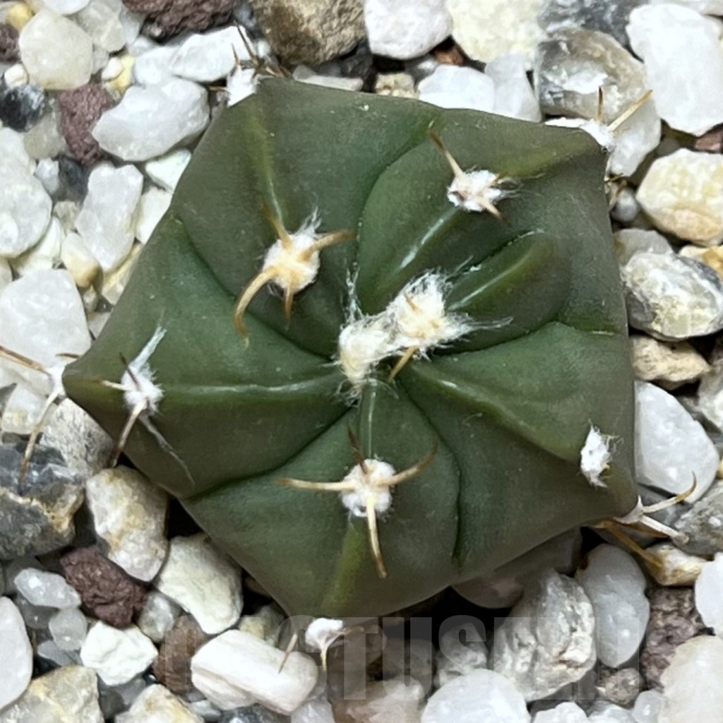 SHPR19721 Astrophytum asterias senile v. aureum hybrid - Image 2