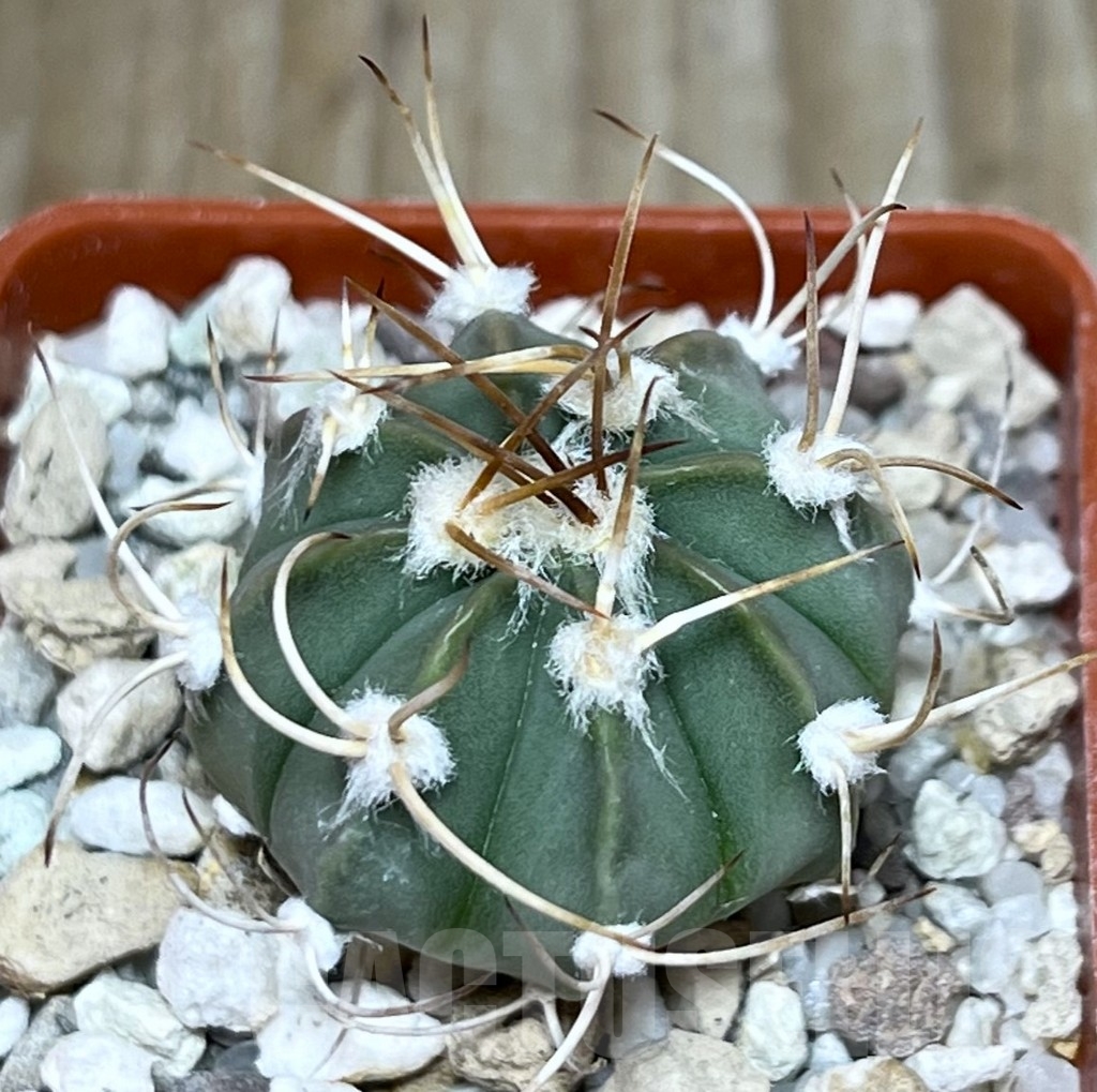 SHPR19722 Astrophytum asterias senile v. aureum hybrid
