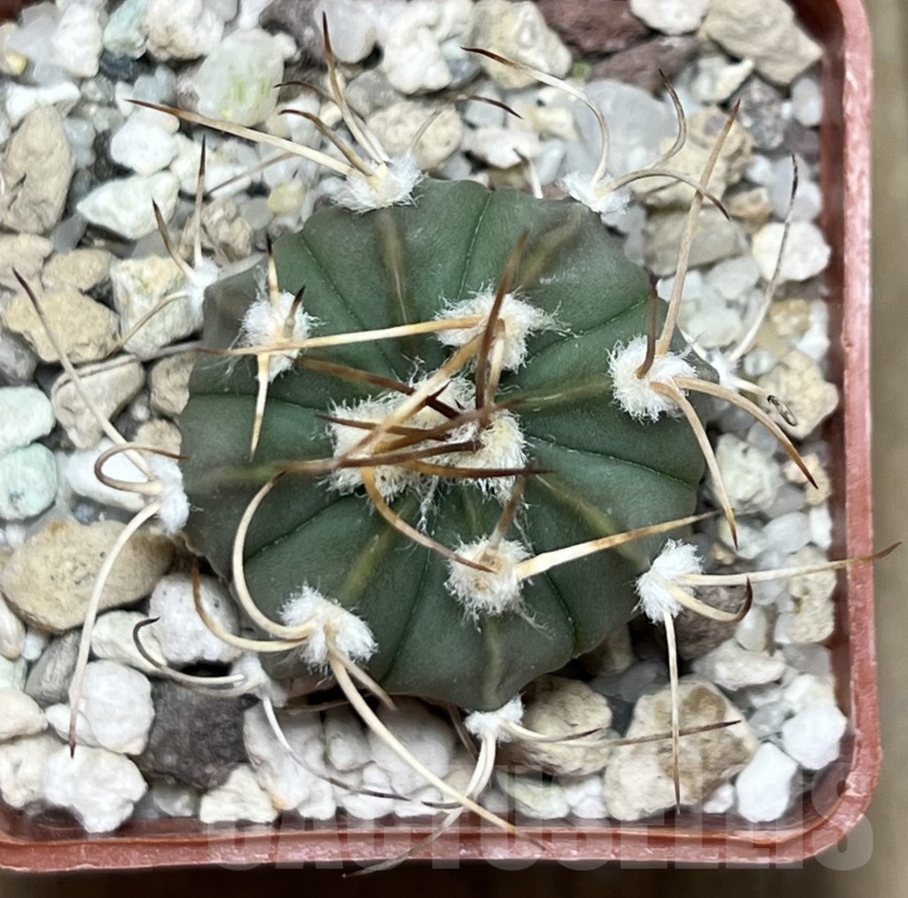 SHPR19722 Astrophytum asterias senile v. aureum hybrid - Image 2