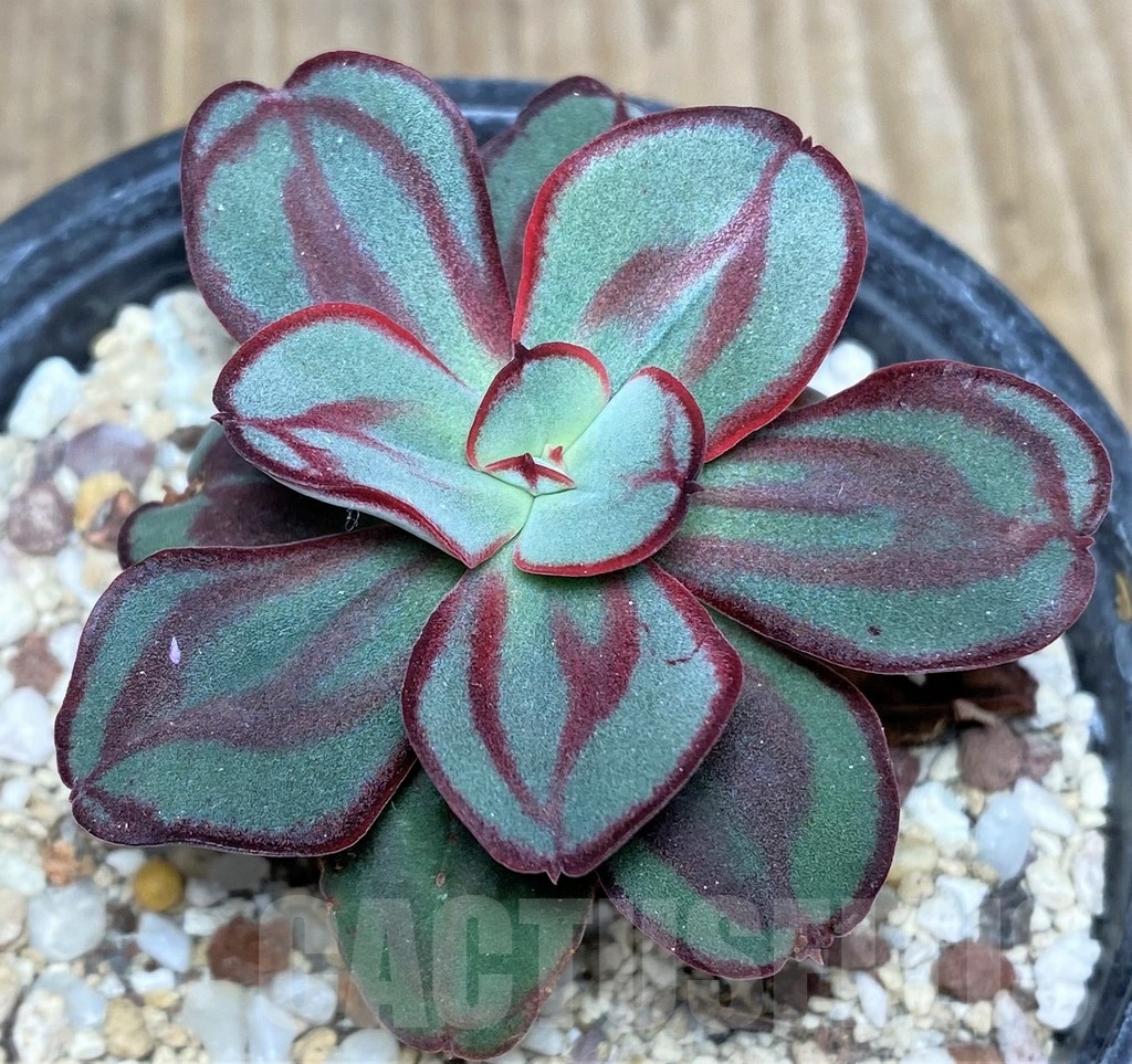 SHPR19191 Echeveria nodulosa