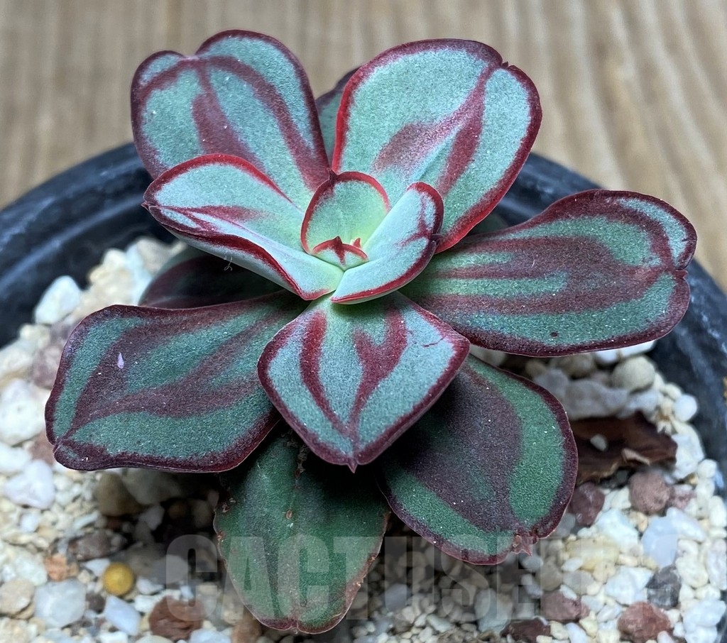 SHPR19191 Echeveria nodulosa - immagine 2