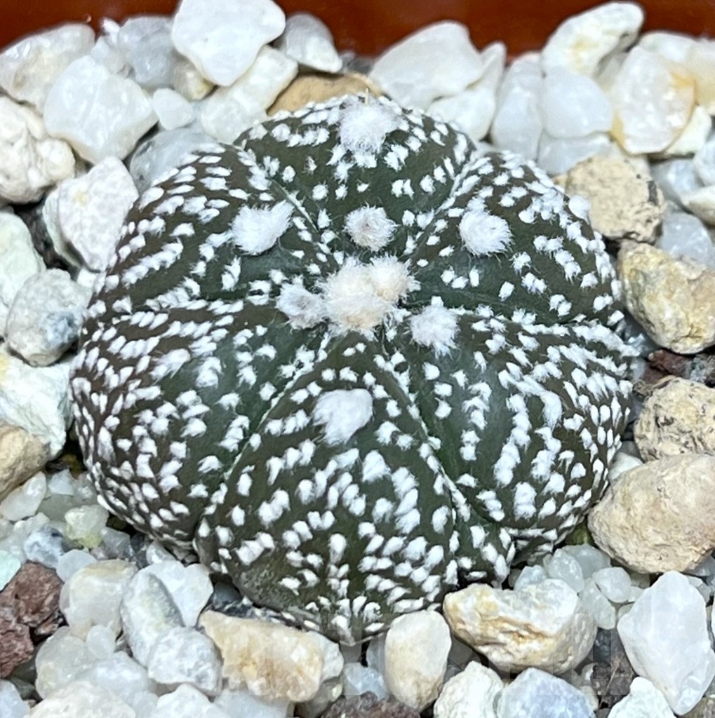 SHPR19723 Astrophytum asterias 'Super Kabuto' hybrid 6-ribs