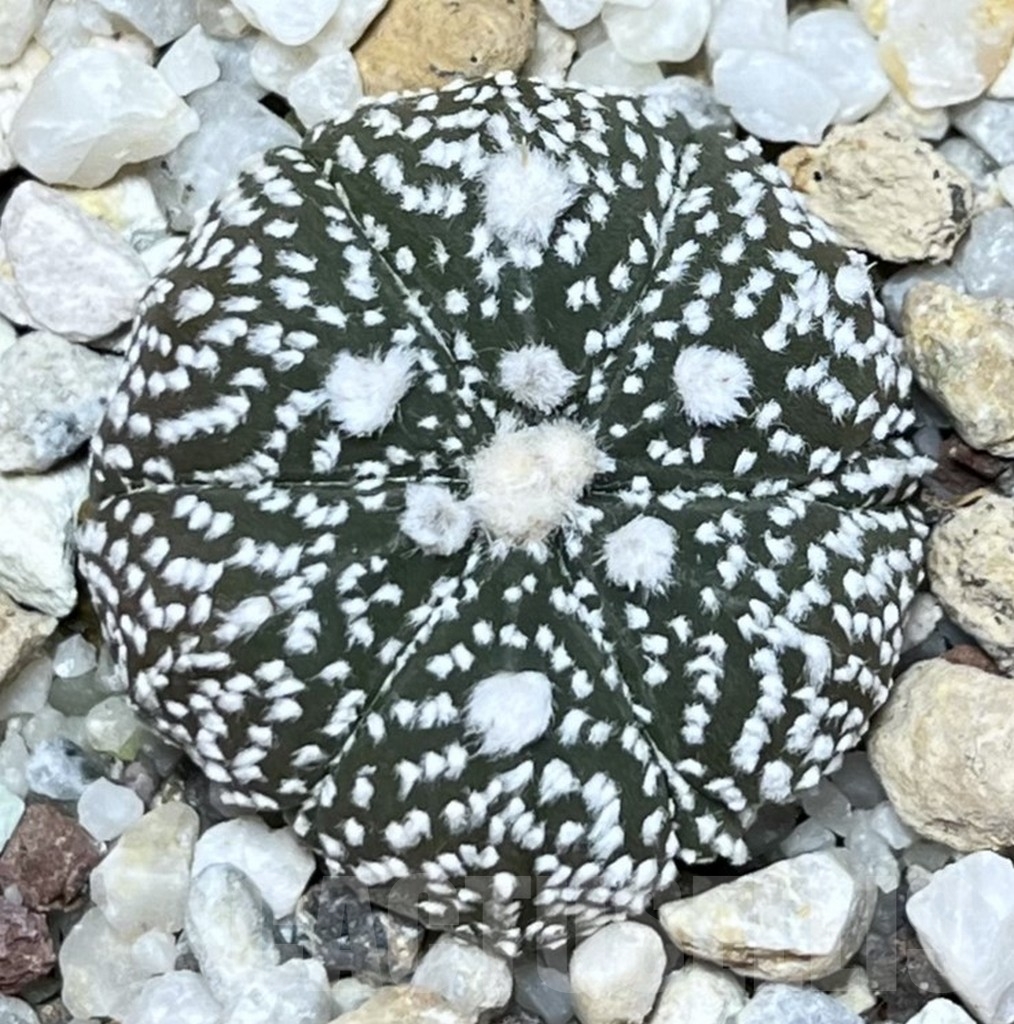 SHPR19723 Astrophytum asterias 'Super Kabuto' hybrid 6-ribs - Image 2