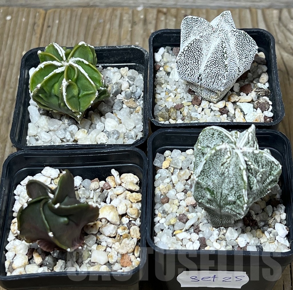 SET 25 Astrophytum myriostigma hybrid mix - Image 2