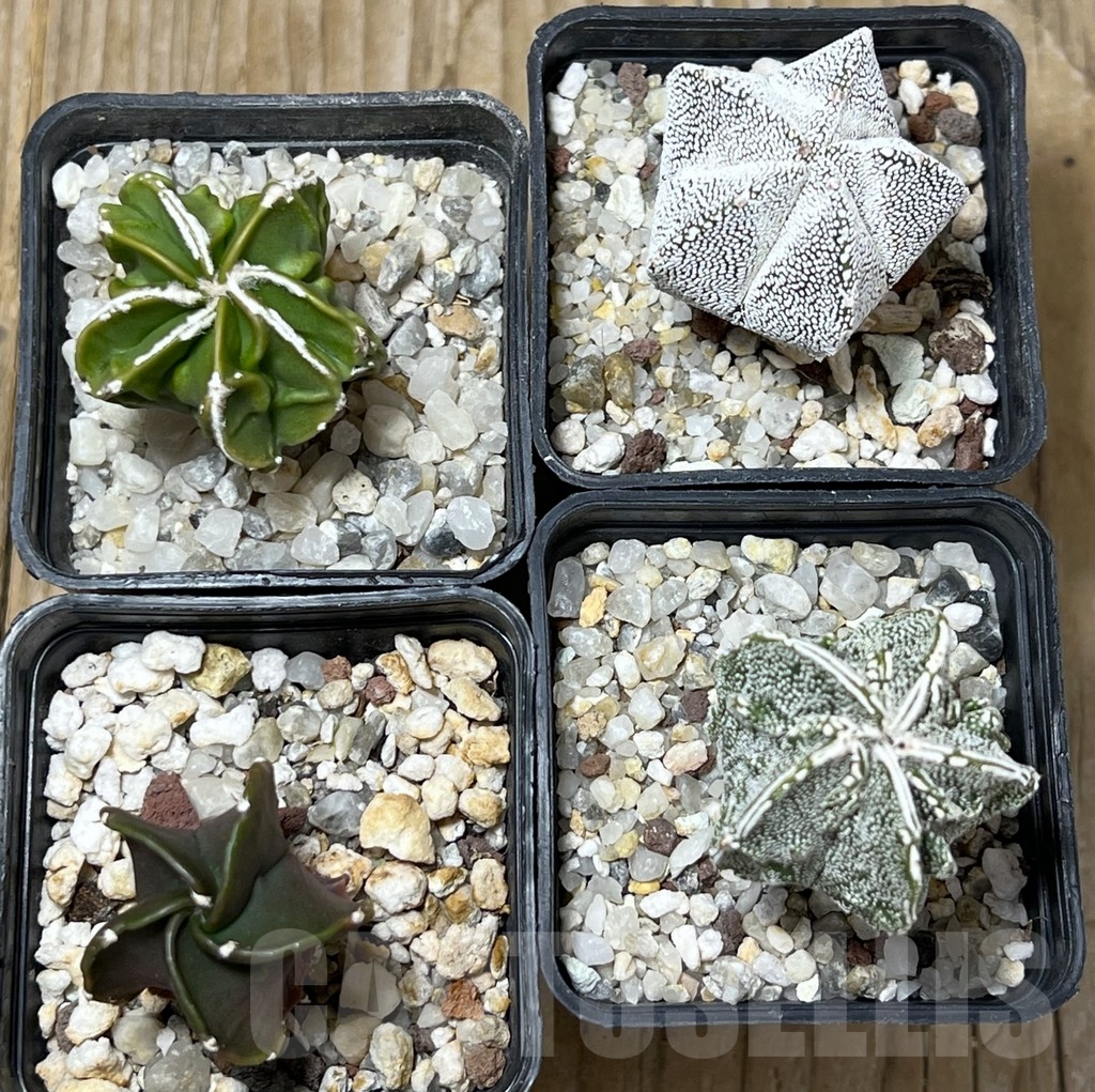 SET 25 Astrophytum myriostigma hybrid mix