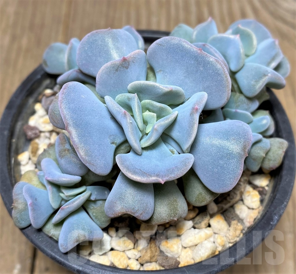 SHPR19194 Echeveria ‘Cubic Frost’