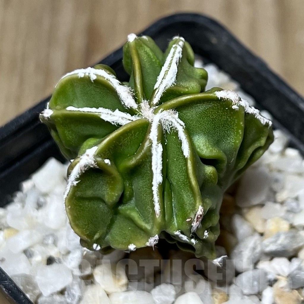 SET 25 Astrophytum myriostigma hybrid mix - Image 3