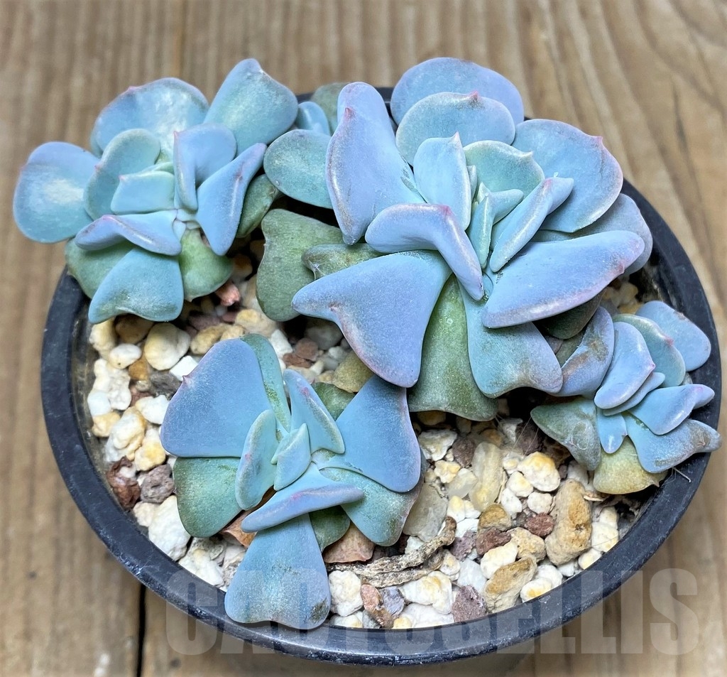 SHPR19194 Echeveria ‘Cubic Frost’ - Image 2